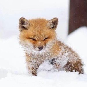 Meet your Posher, Pham tran